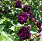 Deep Purple Climbing Rose Seeds