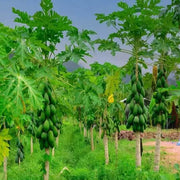 Green Papaya Seeds