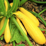 Straightneck Squash Seeds