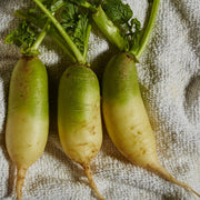 Pista Green Radish Seeds