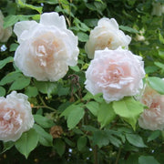 Climbing Madame Alfred Carriere Rose Seeds