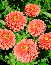 Zinnia Seeds – Zinnia elegans