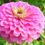 Benary Giant Pink Zinnia Seeds