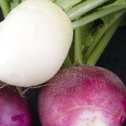 Mixed Radish Seeds