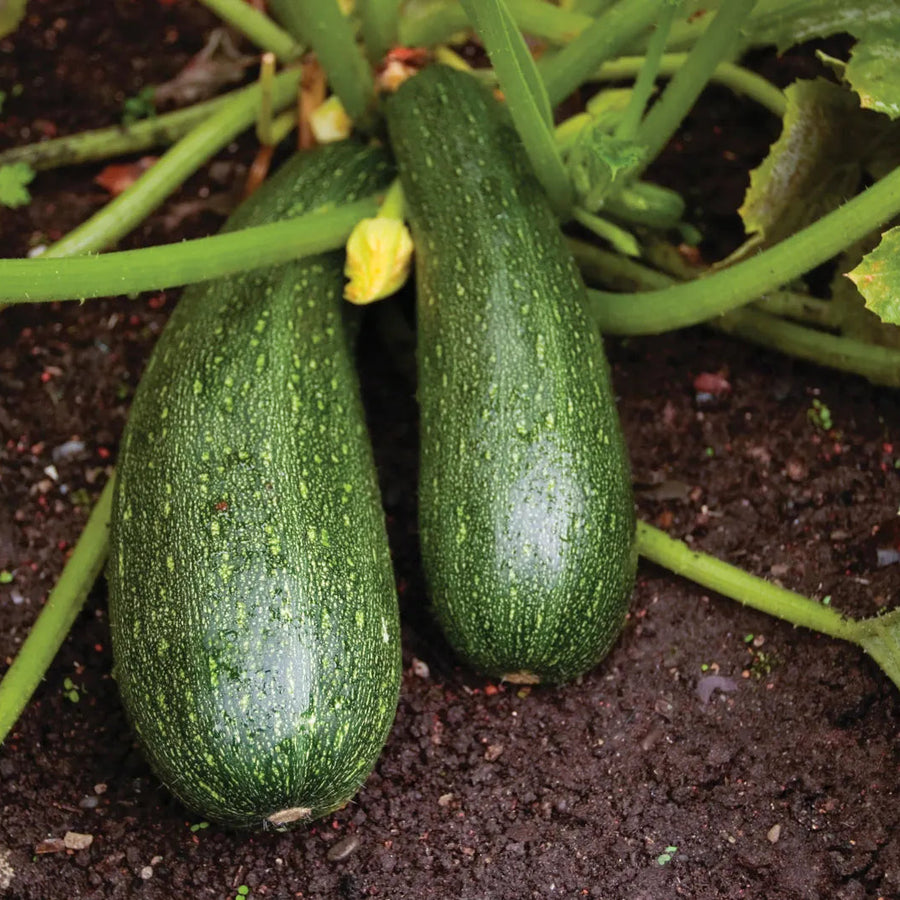 Zucchini Seeds – Cucurbita pepo