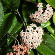 Hardy Hoya Seeds